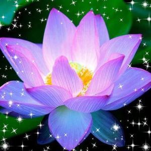 Meet your Posher, Dorothy